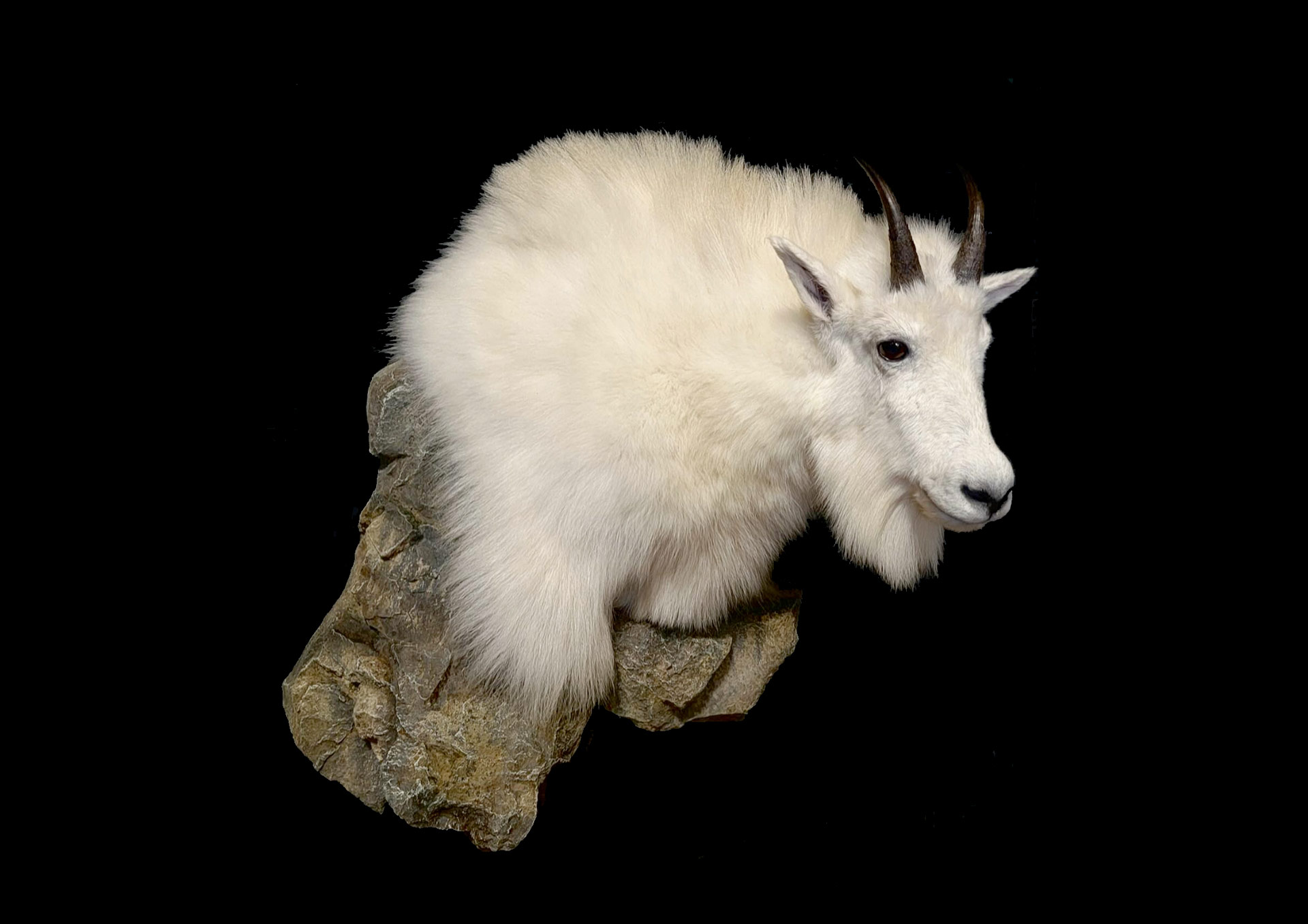 Habitat Rock Rocky Mountain Goat Mount