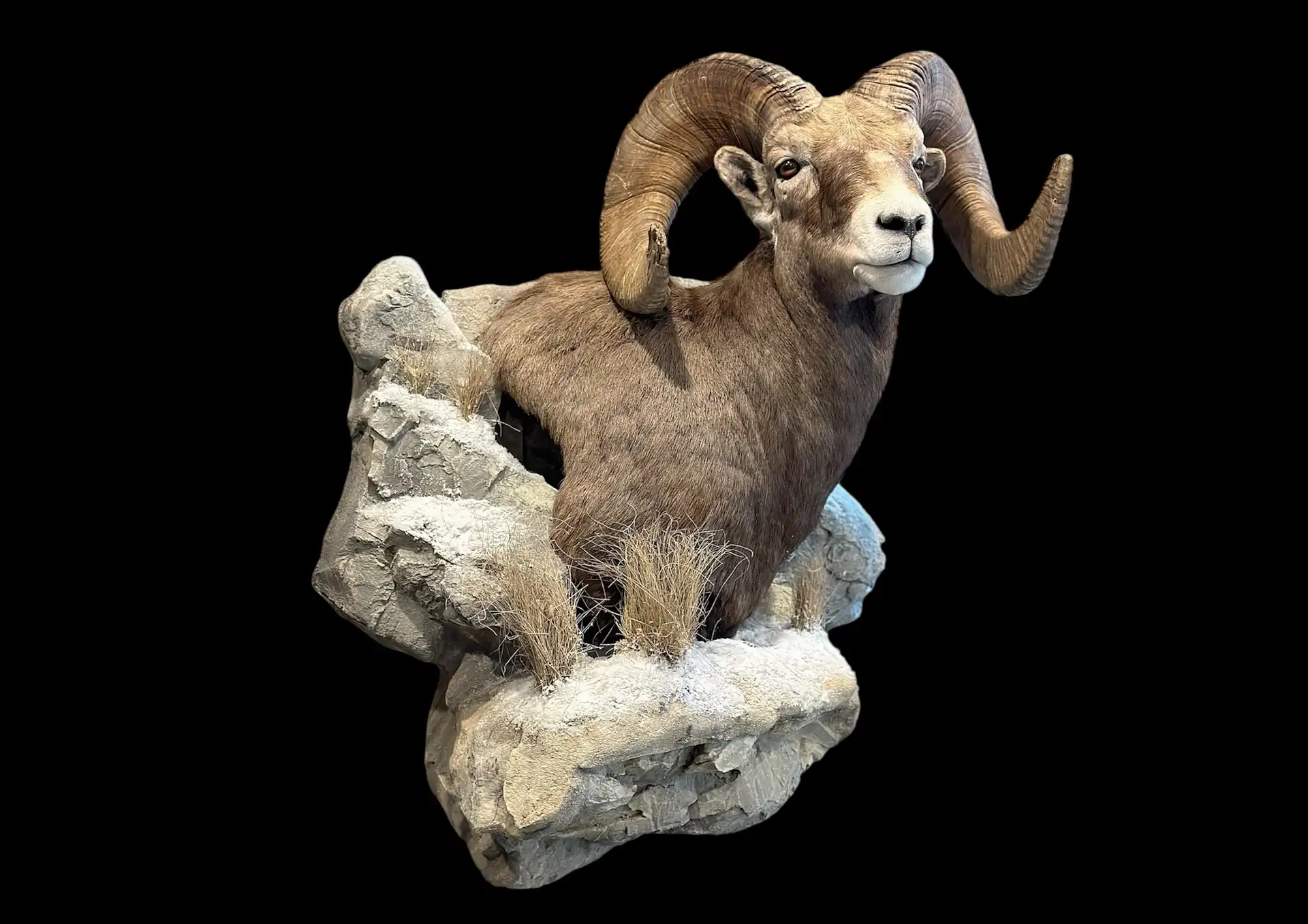 Ram shoulder mount on Habitat Rock