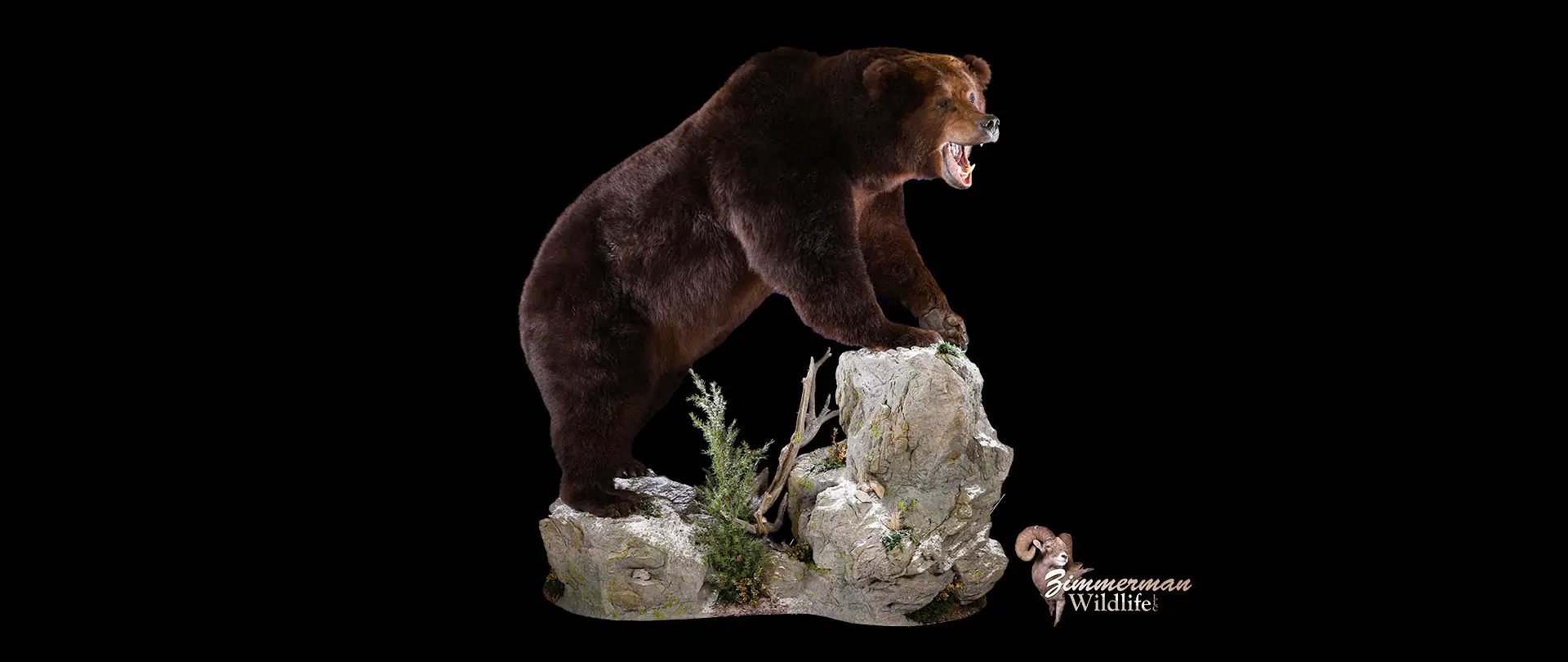Bear on Habitat Rock Mount - Zimmerman Wildlife