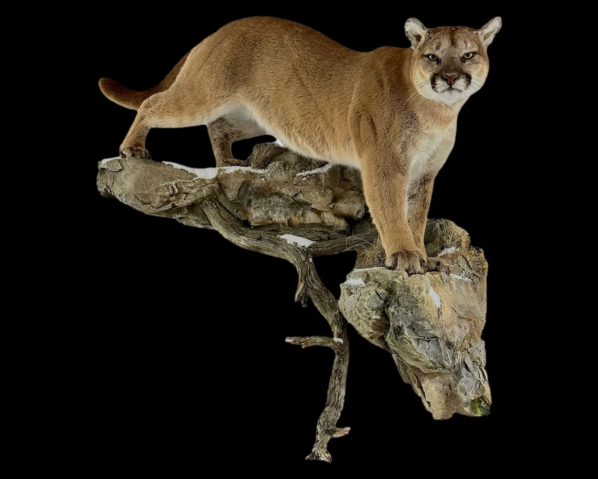 Mountain Lion on HR Panel 1 by Habitat Rock