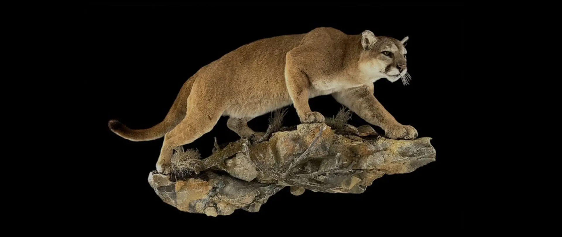 Cougar on Habitat Rock Mount