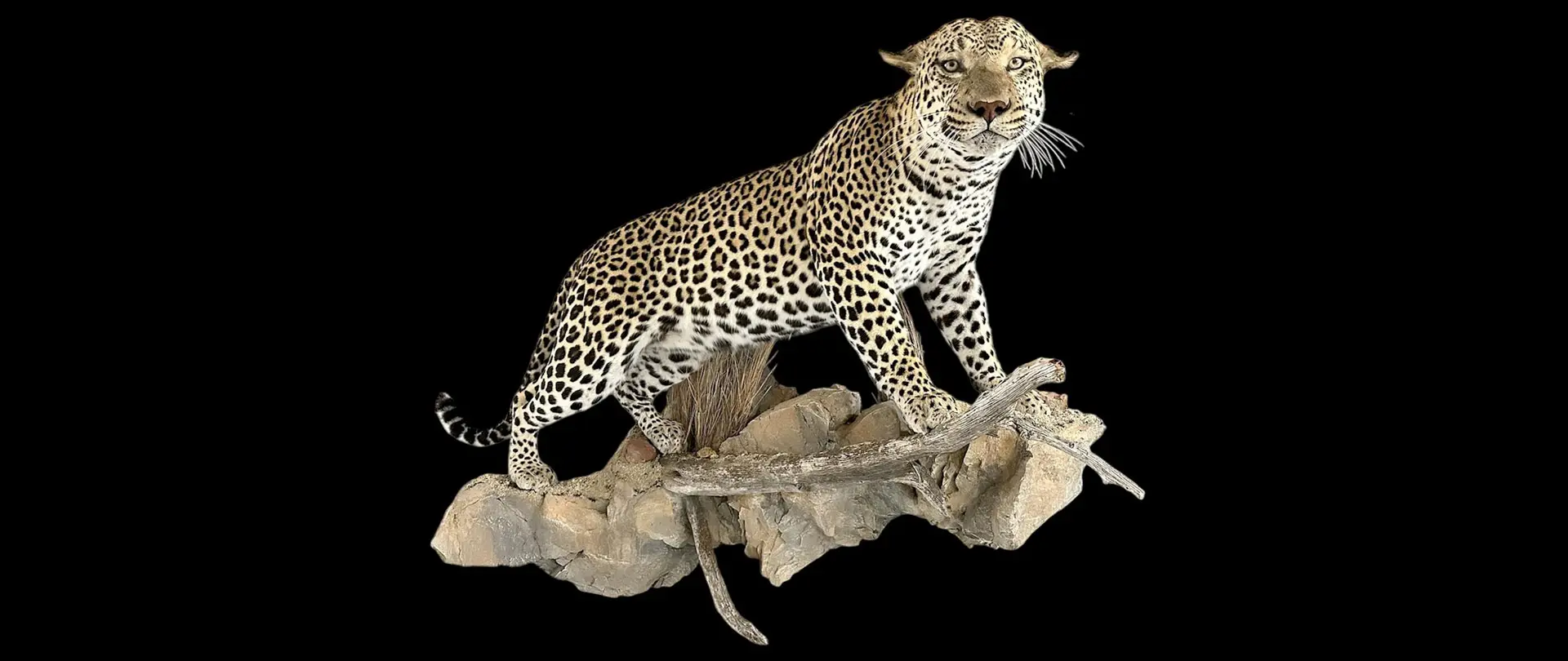 Leopard on Habitat Rock Mount