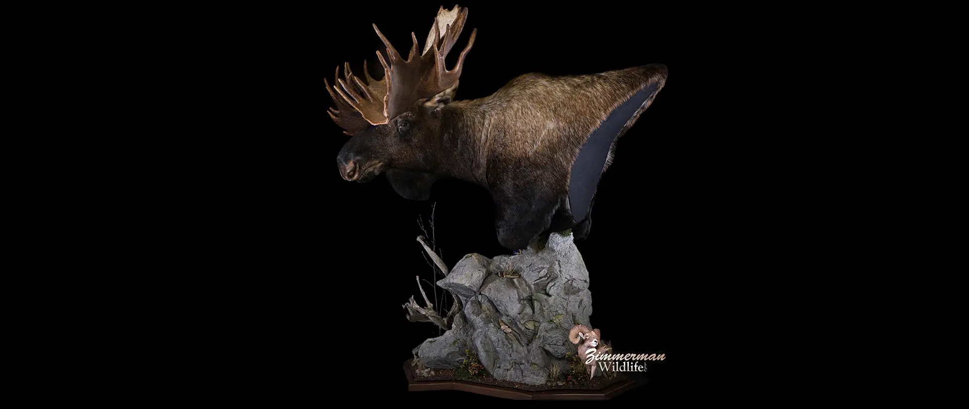 Moose on Habitat Rock Mount